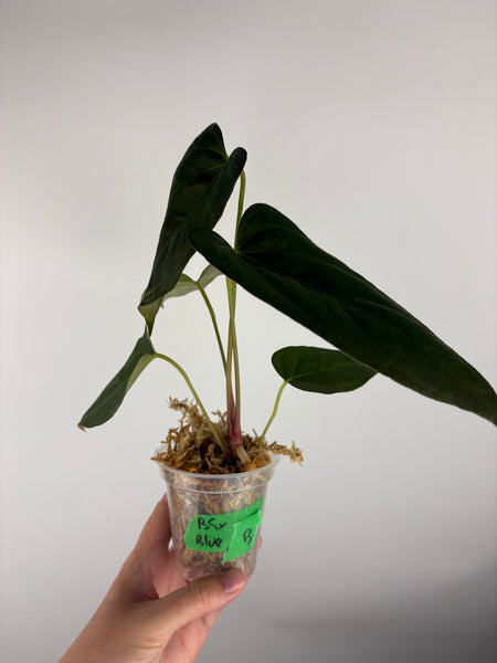 Anthurium Black sweet x blue pap B