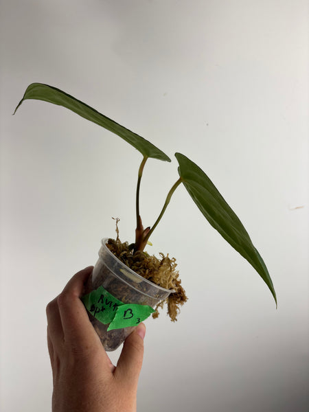 Anthurium BVIT x dark phoenix B3
