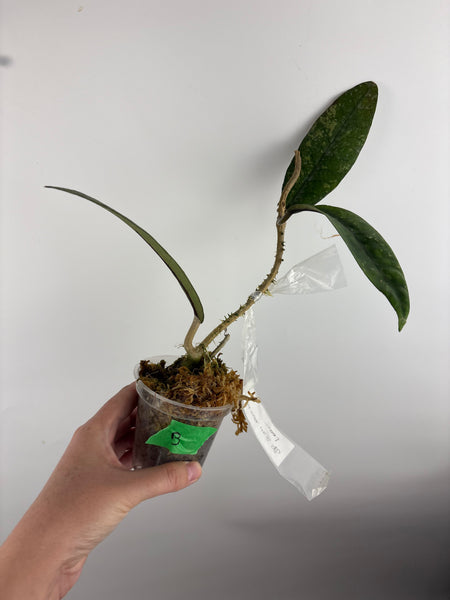 Hoya sp. Aceh
'Manohara' (Gunung
Leuser)B