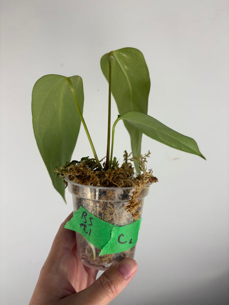 Anthurium Black sweet x farcatum C