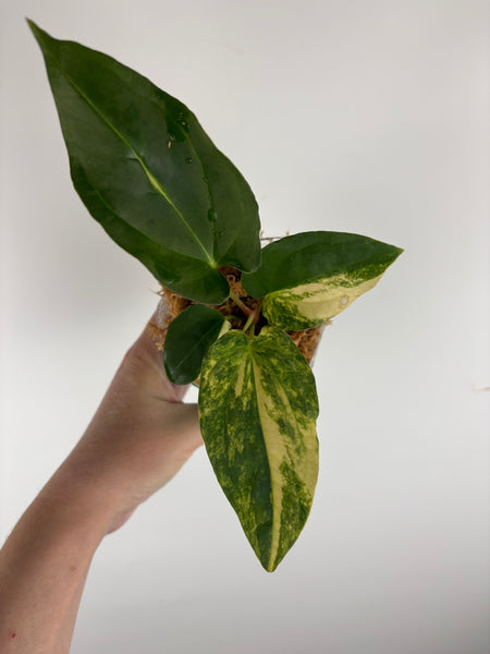 Anthurium forgetii x pap x bvep B (Thailand)