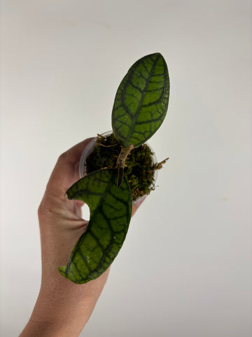 hoya callistophylla vena 2