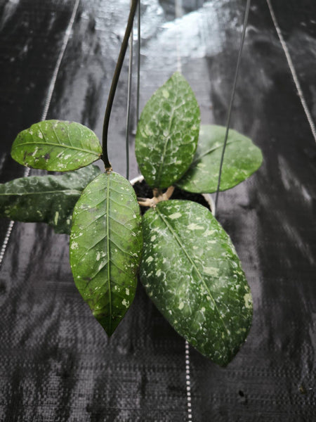 Hoya Sp aceh terry sword unacclimated