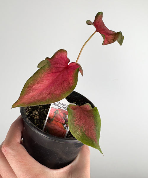 Caladium fairytale princess 4 inch