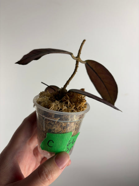 Hoya Gunung gading splash  C