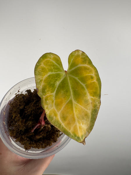 Anthurium crystallinum Petir variegated as is top cut multiple growth points