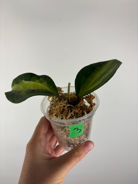Hoya Latifolia Queensy 3
