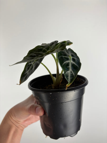 Alocasia Mandalay 4 inch