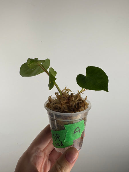 Anthurium Dark Pheonix seed A