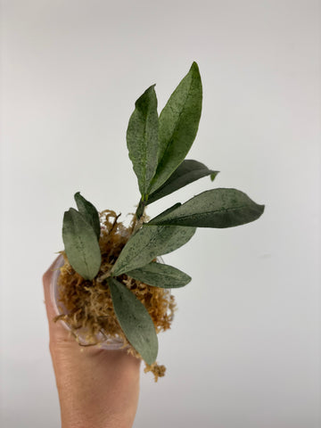 hoya amicabilis silver 3