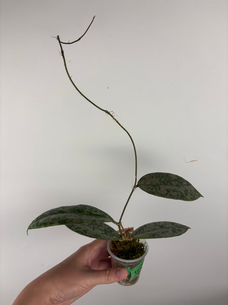 Hoya Aff lambii silver sp sanggau A