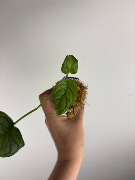 monstera siltepecana el salvador B2