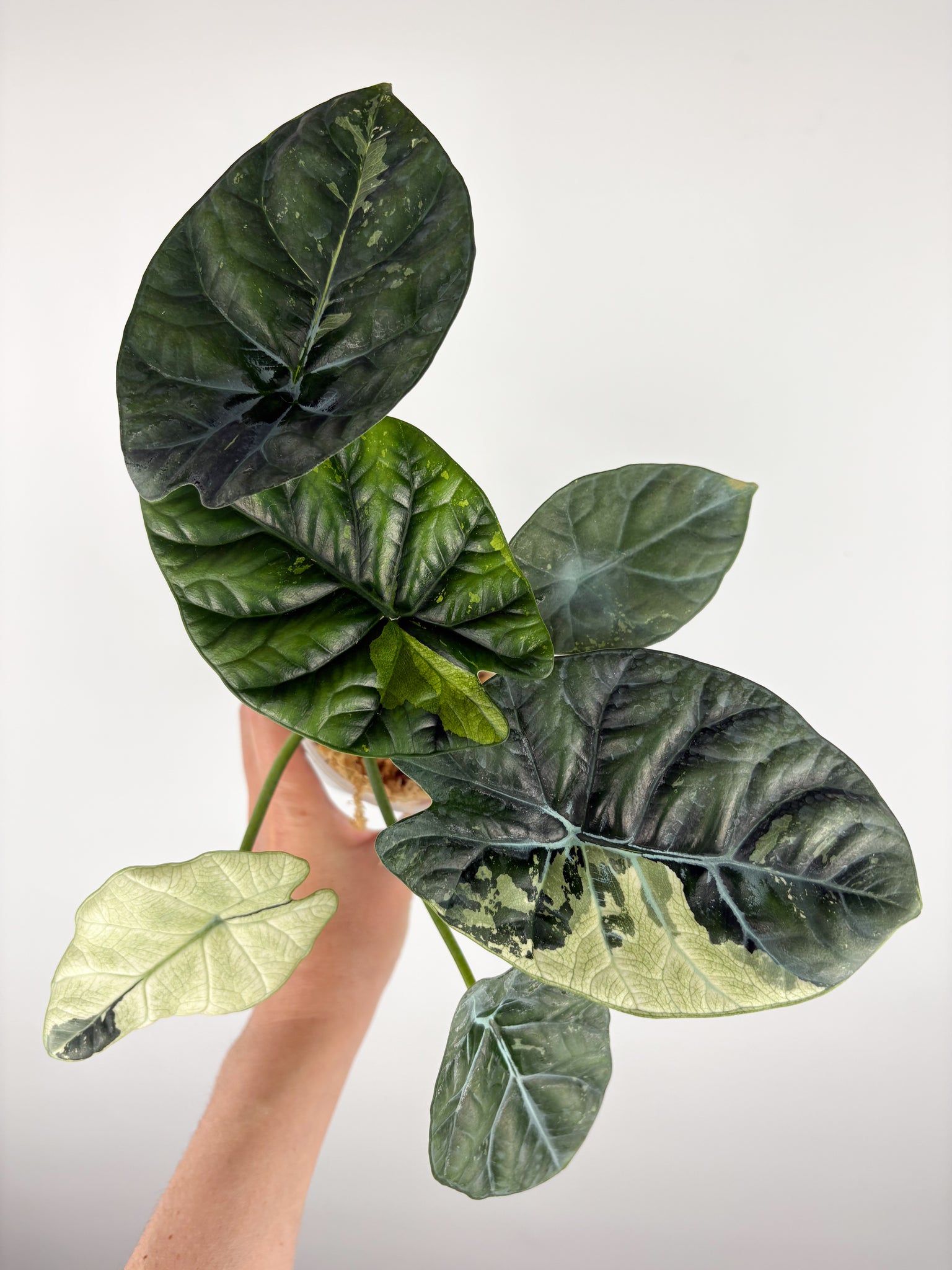 Alocasia Sinuata Albo Var A