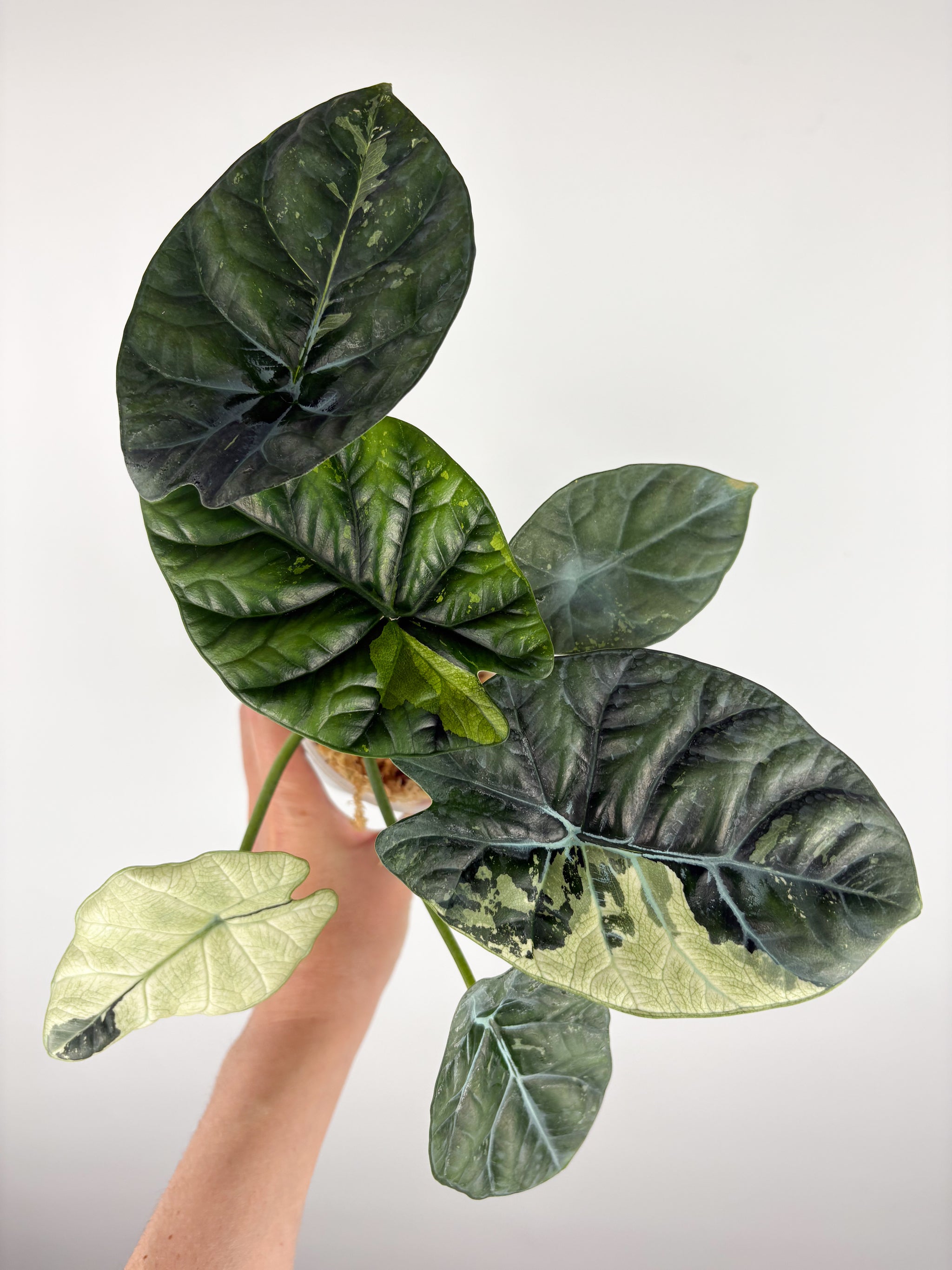 フラワーマジック「ボタニア」 Ficus Tineke — Dutch Growers Regina