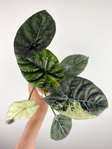 Alocasia Sinuata Albo Var A