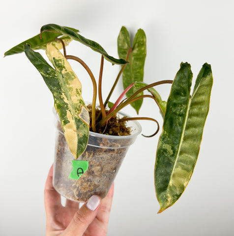 Philodendron billietiae variegated A