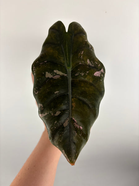 alocasia chantrieri pink