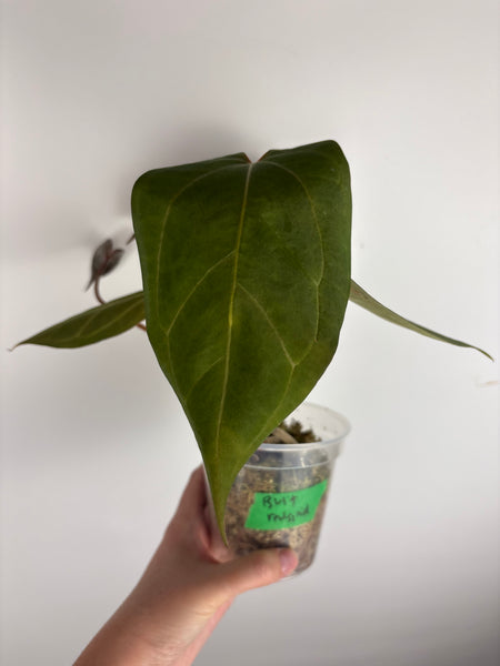 Anthurium Bvit x red spider