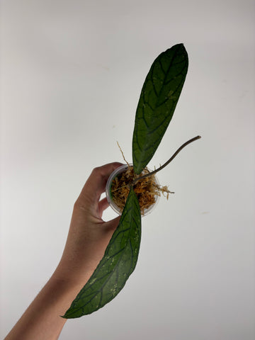 Hoya tanggamus patok besi 1