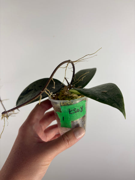 Hoya KSB08 silver 1