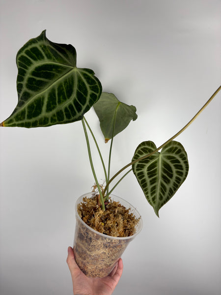Anthurium King clari original Indonesia - Large parent plant