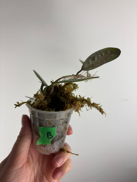 hoya elliptica splash B