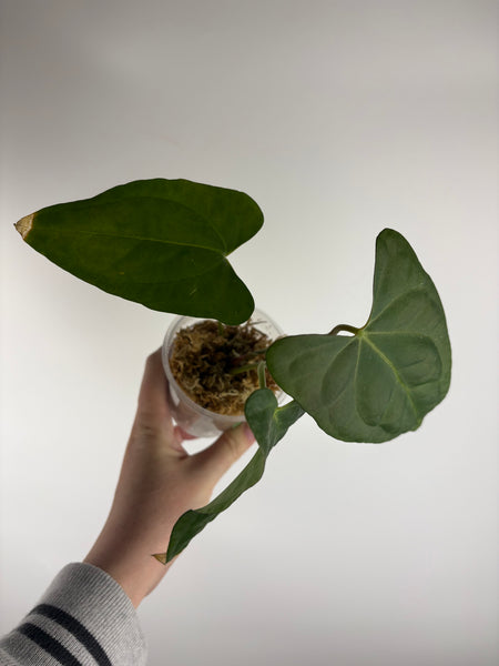Anthurium xone x byson B