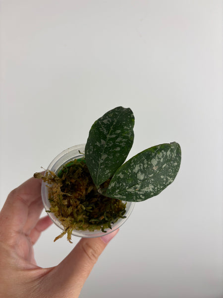 Hoya Sp garut high splash - lightly rooted
