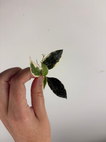 Hoya lacunosa ‘princess lumina’ cutting