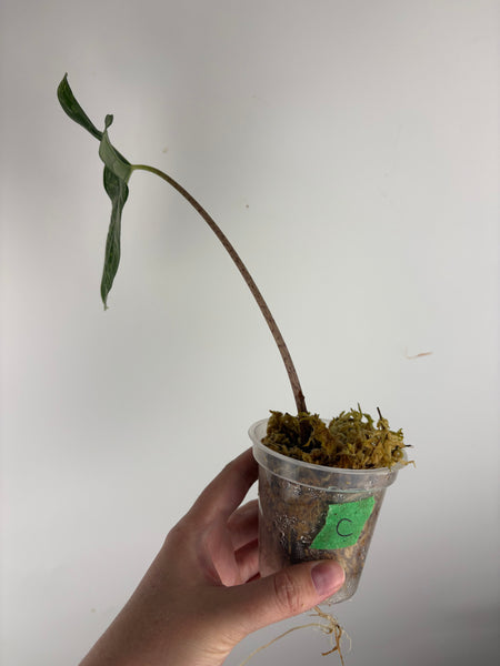 Alocasia shattered glass C