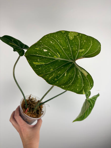 Philodendron gloriosum tricolor A (Thailand)