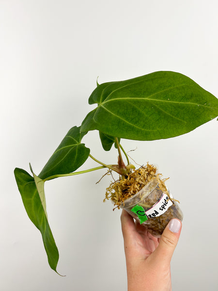 Anthurium red spider hybrid B