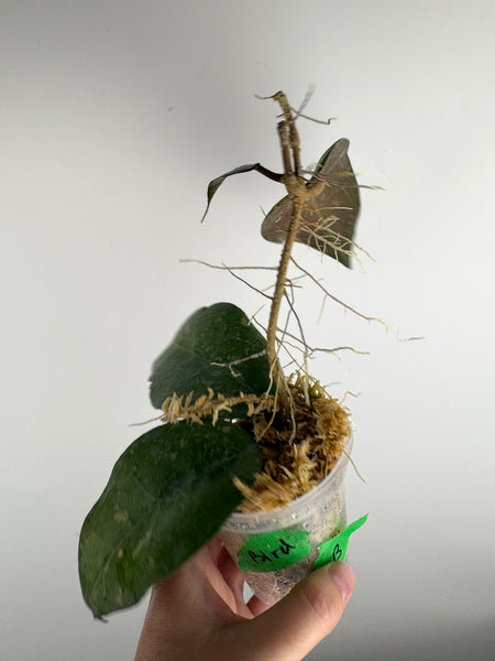 Hoya Bird of paradise B