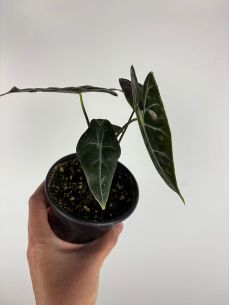 Alocasia 'longiloba' Suhirmaniana Purple 4 inch