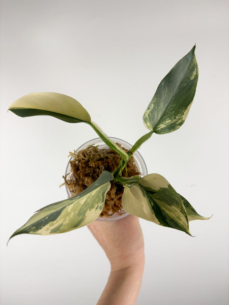 Philodendron silver sword variegated A bottom cut