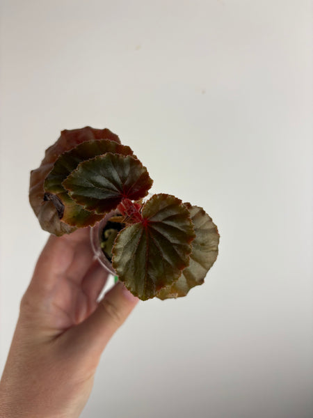 begonia cucullata pink reverted A