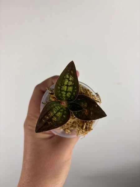 Jewel orchid sp papua B