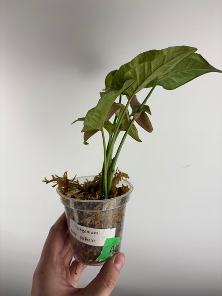 Syngonium Pink Nebula A