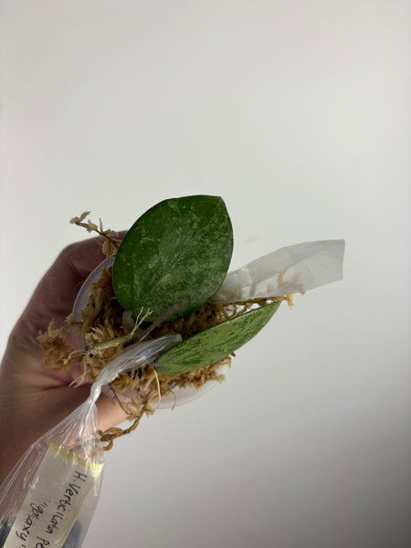 hoya verticillata pemalang galaxy A