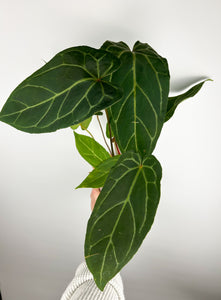 Anthurium warocqueanum x blue papillilaminum B