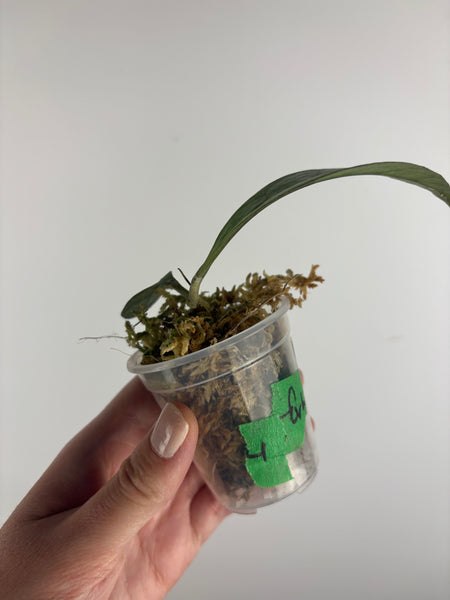 Hoya aff forbesii silver 4