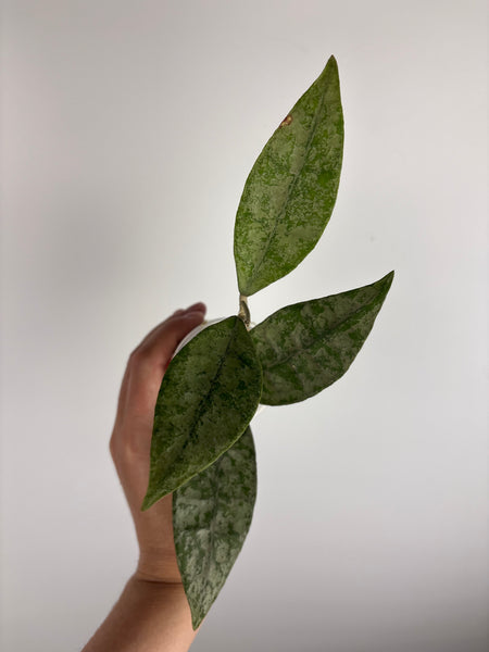 Hoya finlaysonii 'Panggha' silver A