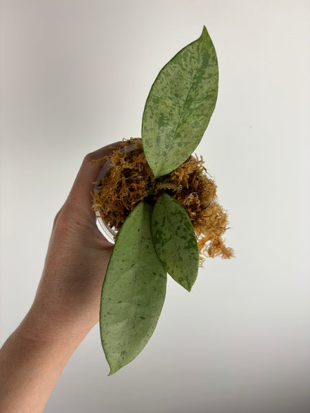 hoya crassipetiolata silver from seed
