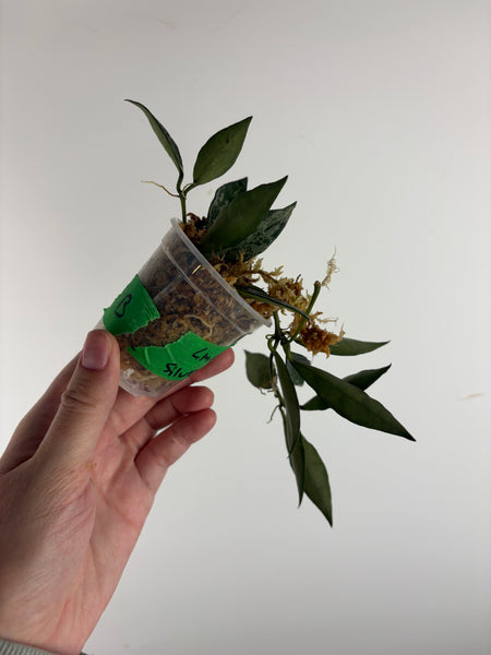 hoya lacunosa middle silver B