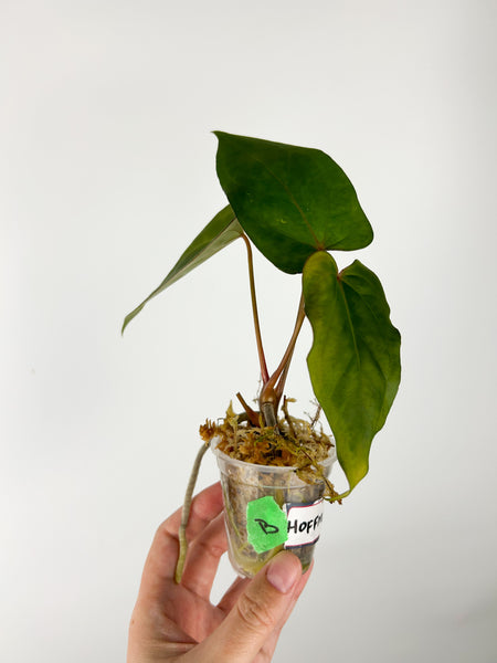 Anthurium hoffmannii x papi B