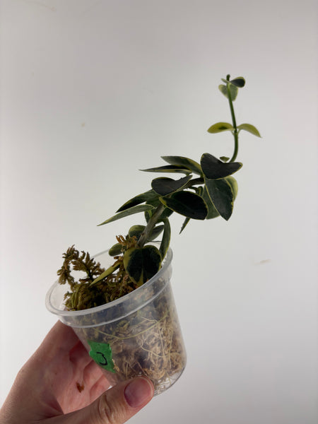 Hoya cumingiana 'Albo 3