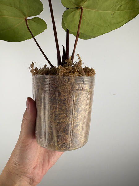 Anthurium papillilaminum x Dorayaki x RVDP