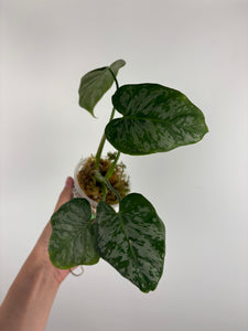 Philodendron Radiatum x brandtianum C