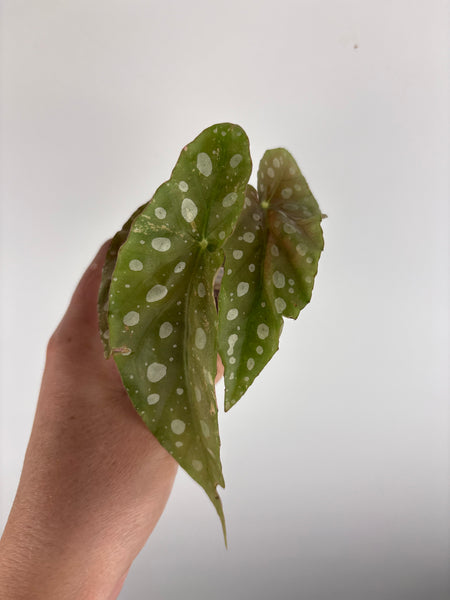 Begonia maculata low variegated