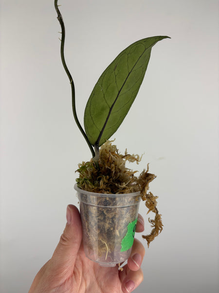 Hoya sp aceh gayo lues 1
